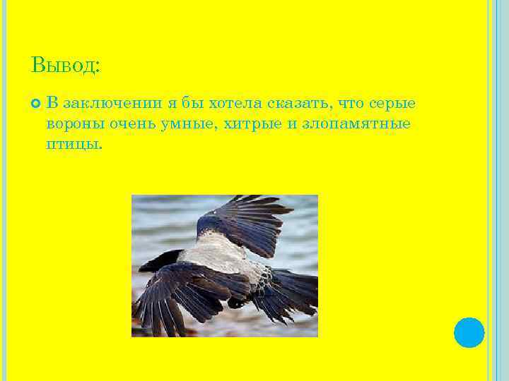 ВЫВОД: В заключении я бы хотела сказать, что серые вороны очень умные, хитрые и