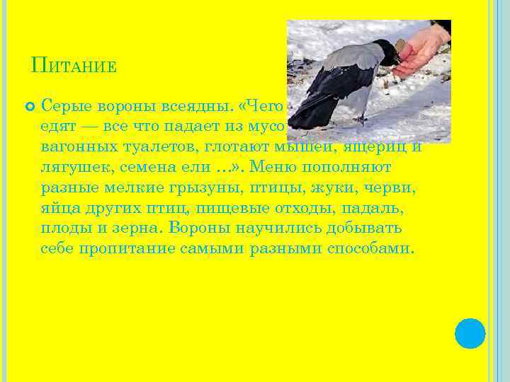 ПИТАНИЕ Серые вороны всеядны. «Чего только они не едят — все что падает из
