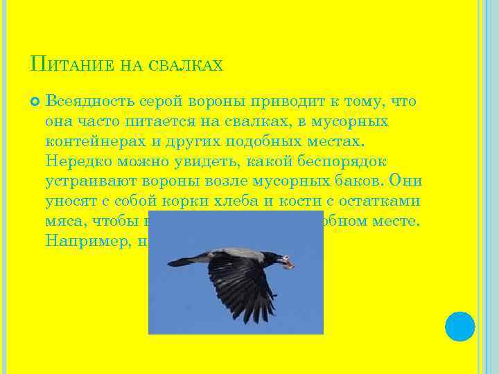 ПИТАНИЕ НА СВАЛКАХ Всеядность серой вороны приводит к тому, что она часто питается на