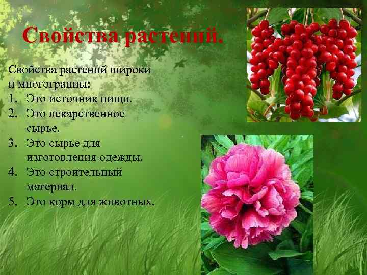 Свойства растений широки и многогранны: 1. Это источник пищи. 2. Это лекарственное сырье. 3.