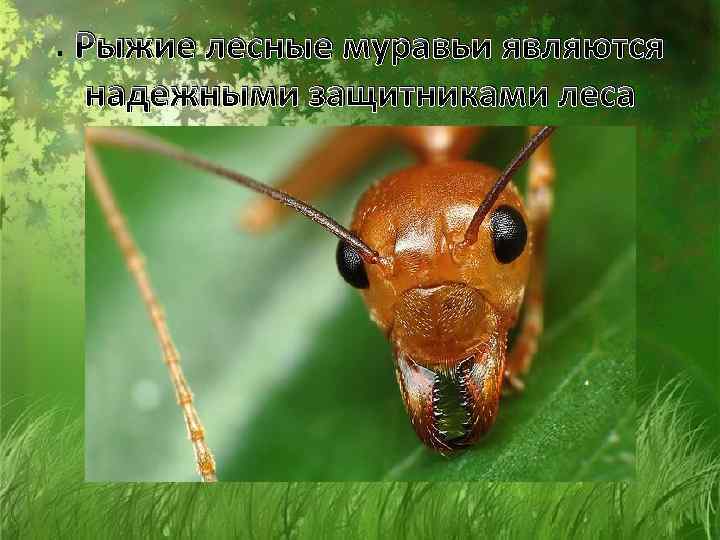 . Рыжие лесные муравьи являются надежными защитниками леса 