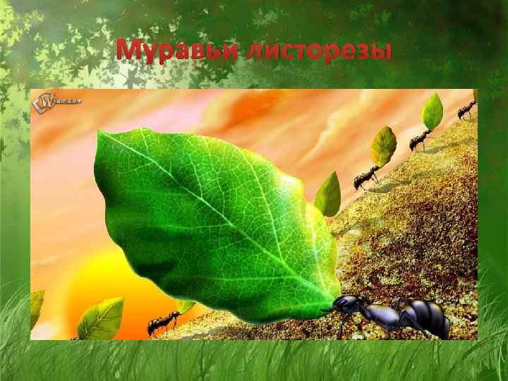 Муравьи листорезы 