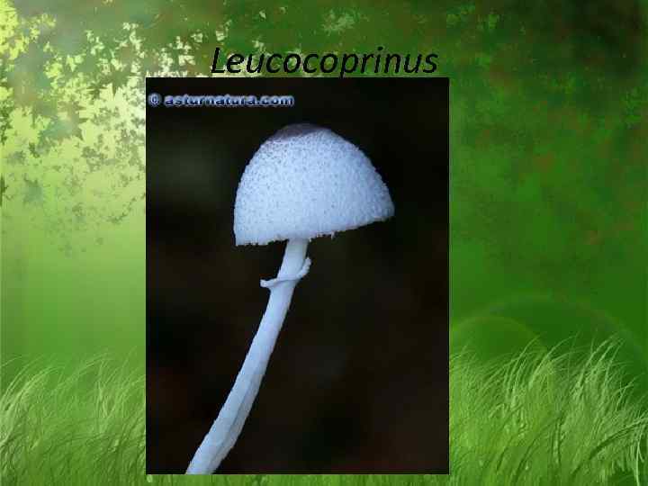 Leucocoprinus 