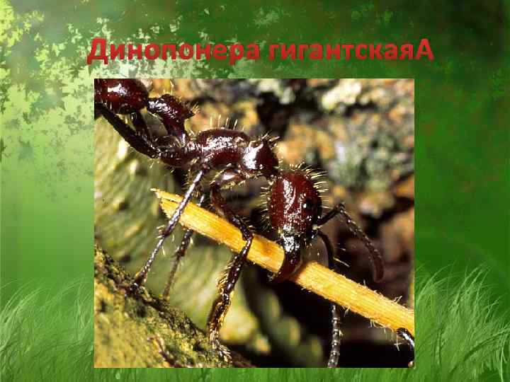 Динопонера гигантская 