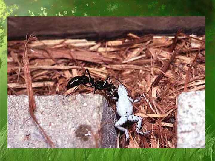 Динозавровый муравей. Муравьи Dinoponera gigantea. Южноамериканские муравьи Dinoponera gigantea. Муравей динопонера гигантская матка. Ponerinae — Dinoponera Roger.