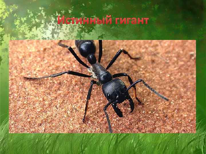 Истинный гигант 