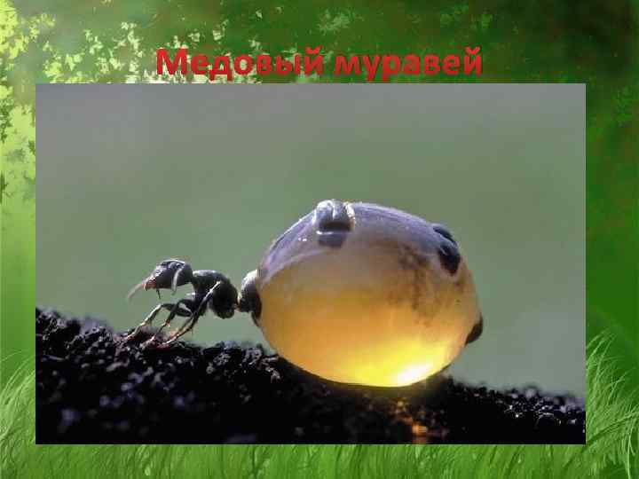 Медовый муравей 