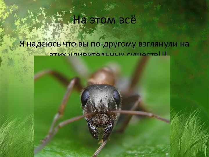На этом всё Я надеюсь что вы по-другому взглянули на этих удивительных существ!!! 