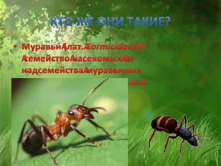  • Муравьи (лат. Formicidae) — семейство насекомых из надсемейства муравьиных отряда перепончатокрылых. 