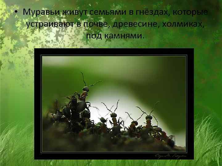  • Муравьи живут семьями в гнёздах, которые устраивают в почве, древесине, холмиках, под