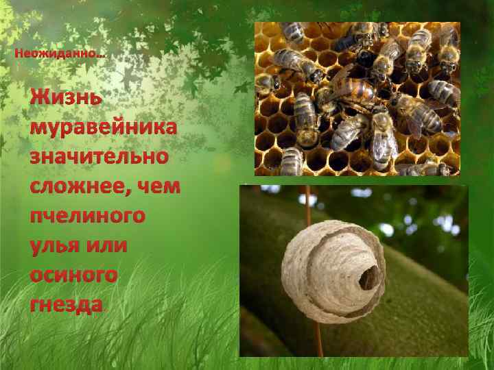 Неожиданно… Жизнь муравейника значительно сложнее, чем пчелиного улья или осиного гнезда. 