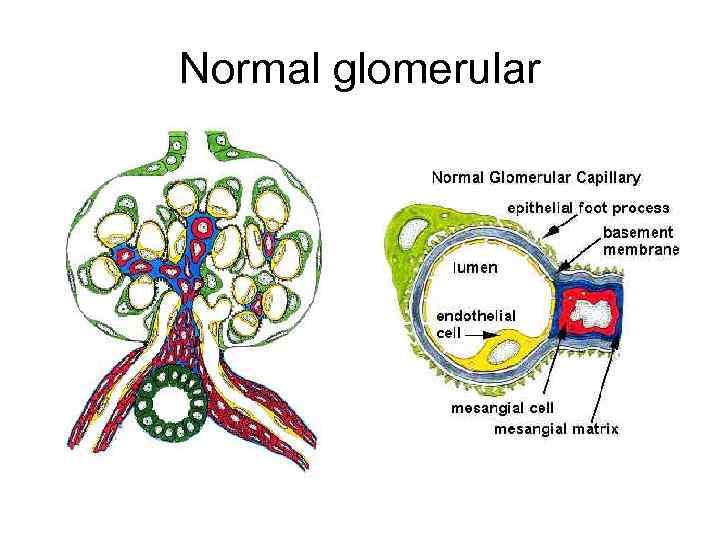 Normal glomerular 