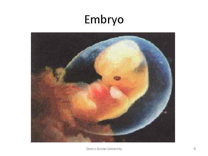 Embryo Centro Escolar University 9 