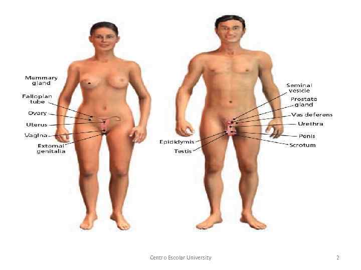 Centro Escolar University 2 