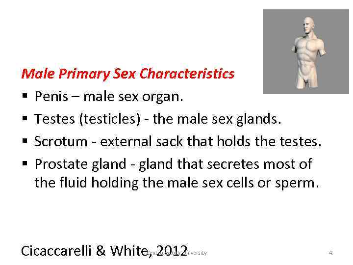 Male Primary Sex Characteristics § Penis – male sex organ. § Testes (testicles) -