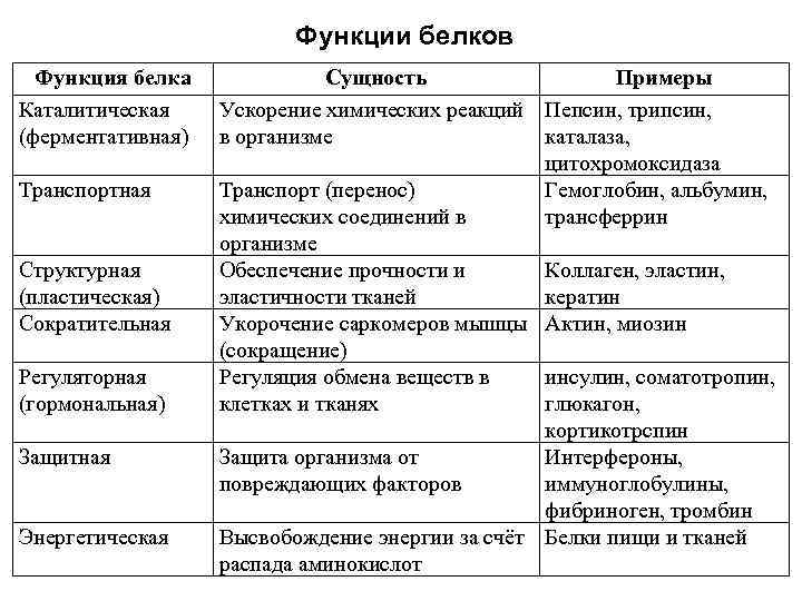 Функции белков Функция белка Каталитическая (ферментативная) Транспортная Структурная (пластическая) Сократительная Регуляторная (гормональная) Защитная Энергетическая