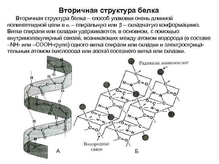 Вторичная структура белка – способ упаковки очень длинной полипептидной цепи в – спиральную или