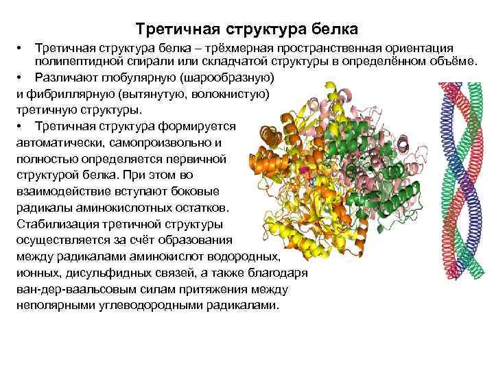 Третичная структура белка • Третичная структура белка – трёхмерная пространственная ориентация полипептидной спирали или