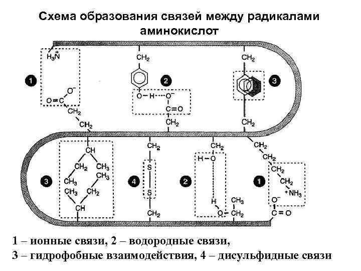 Схема образования связей между радикалами аминокислот 1 – ионные связи, 2 – водородные связи,