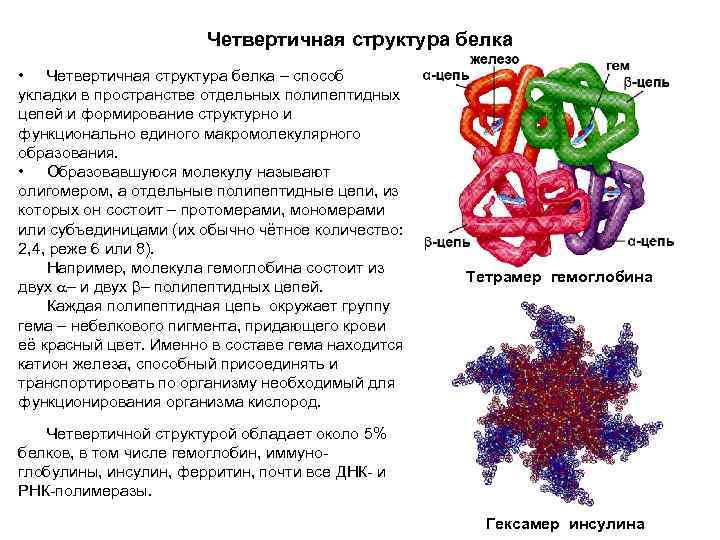 Четвертичная структура белка • Четвертичная структура белка – способ укладки в пространстве отдельных полипептидных