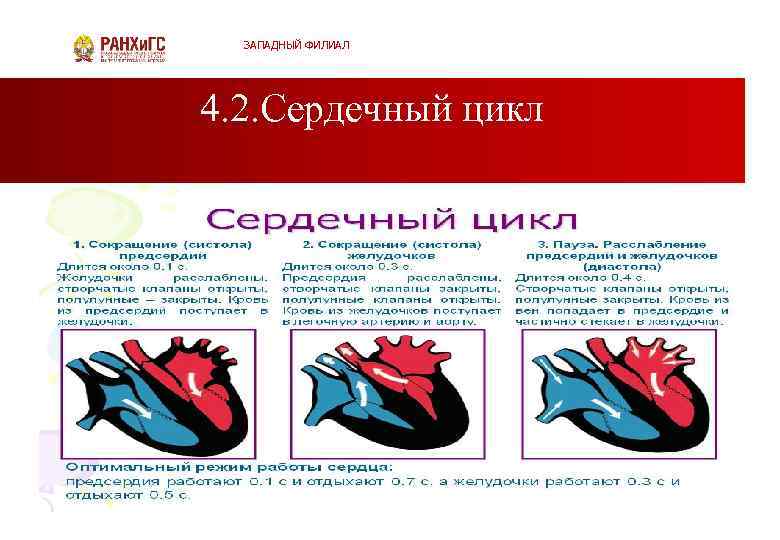 ЗАПАДНЫЙ ФИЛИАЛ 4. 2. Сердечный цикл 