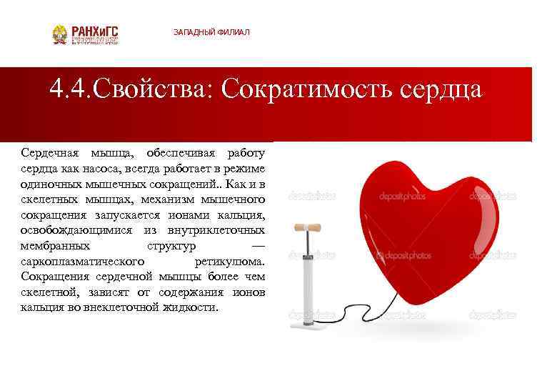 ЗАПАДНЫЙ ФИЛИАЛ 4. 4. Свойства: Сократимость сердца Сердечная мышца, обеспечивая работу сердца как насоса,