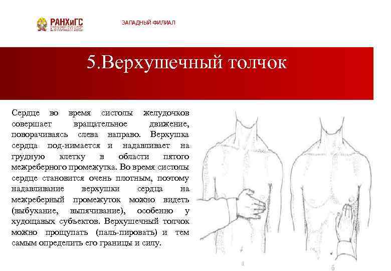 ЗАПАДНЫЙ ФИЛИАЛ 5. Верхушечный толчок Сердце во время систолы желудочков совершает вращательное движение, поворачиваясь