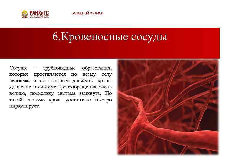 ЗАПАДНЫЙ ФИЛИАЛ 6. Кровеносные сосуды Сосуды – трубковидные образования, которые простилаются по всему телу