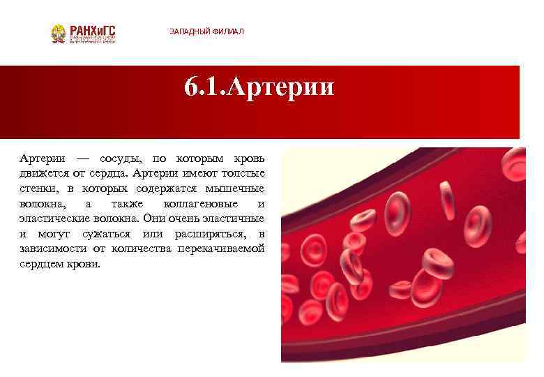 ЗАПАДНЫЙ ФИЛИАЛ 6. 1. Артерии — сосуды, по которым кровь движется от сердца. Артерии