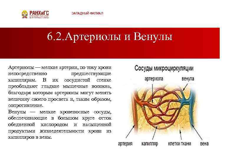 ЗАПАДНЫЙ ФИЛИАЛ 6. 2. Артериолы и Венулы Артериолы — мелкие артерии, по току крови