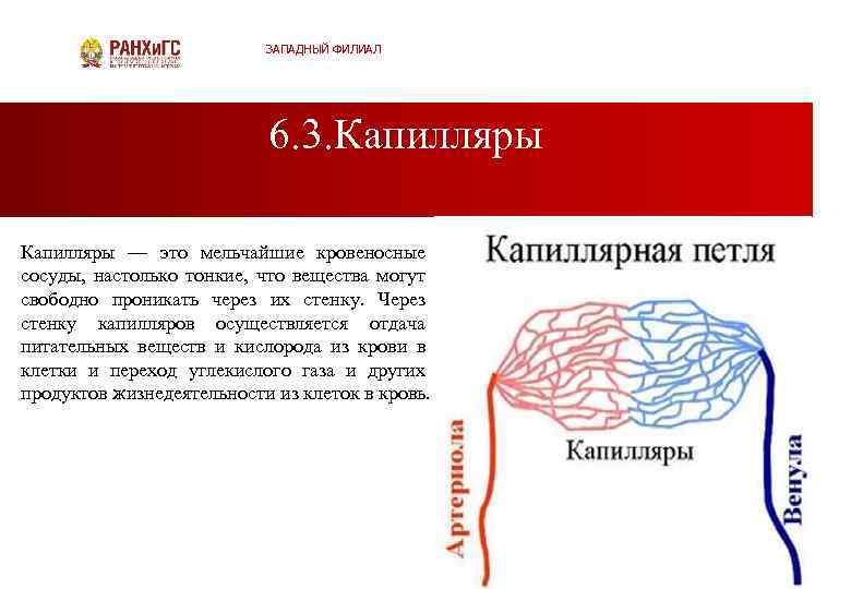 ЗАПАДНЫЙ ФИЛИАЛ 6. 3. Капилляры — это мельчайшие кровеносные сосуды, настолько тонкие, что вещества