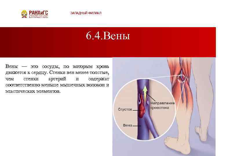 ЗАПАДНЫЙ ФИЛИАЛ 6. 4. Вены — это сосуды, по которым кровь движется к сердцу.