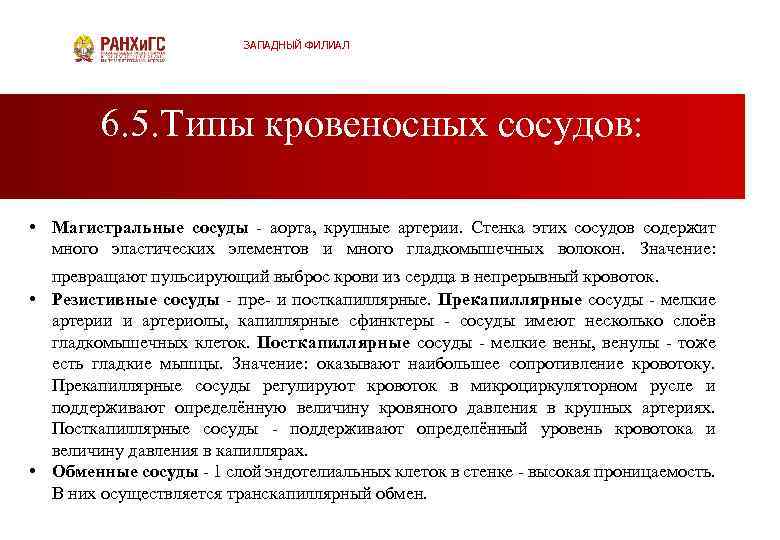 ЗАПАДНЫЙ ФИЛИАЛ 6. 5. Типы кровеносных сосудов: • Магистральные сосуды аорта, крупные артерии. Стенка