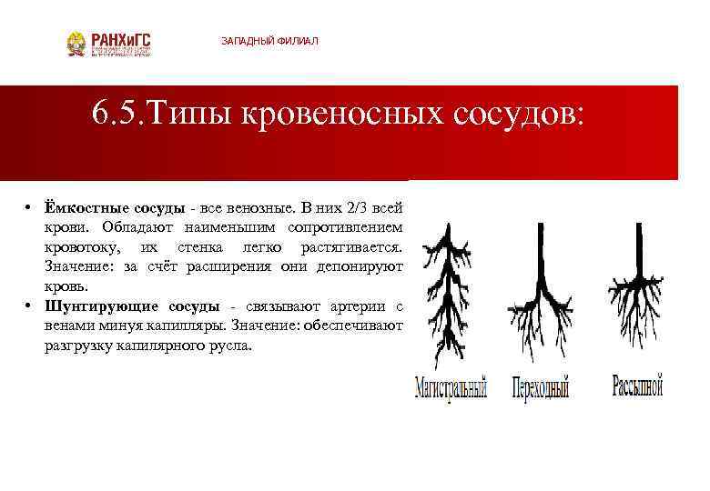 ЗАПАДНЫЙ ФИЛИАЛ 6. 5. Типы кровеносных сосудов: • Ёмкостные сосуды все венозные. В них