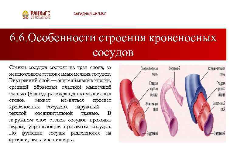 ЗАПАДНЫЙ ФИЛИАЛ 6. 6. Особенности строения кровеносных сосудов Стенки сосудов состоят из трех слоев,