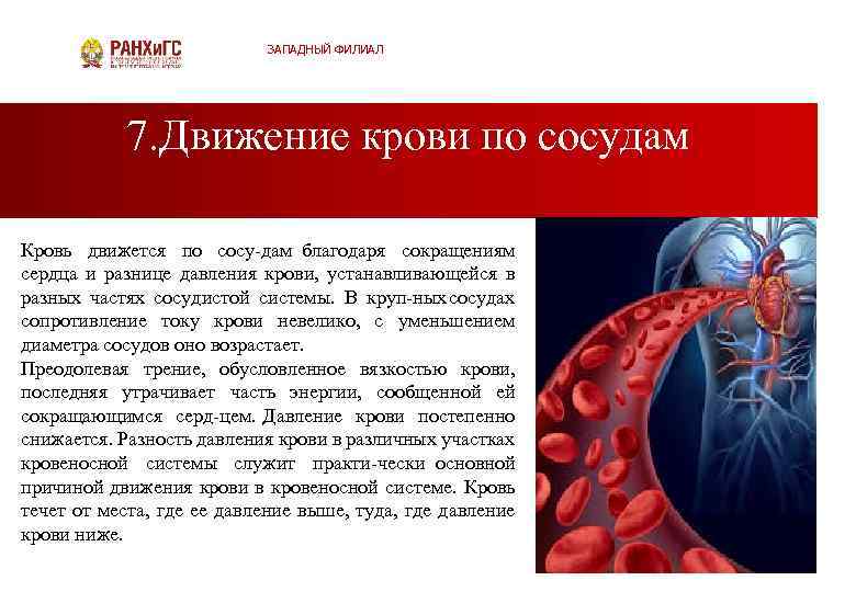 ЗАПАДНЫЙ ФИЛИАЛ 7. Движение крови по сосудам Кровь движется по сосу дам благодаря сокращениям