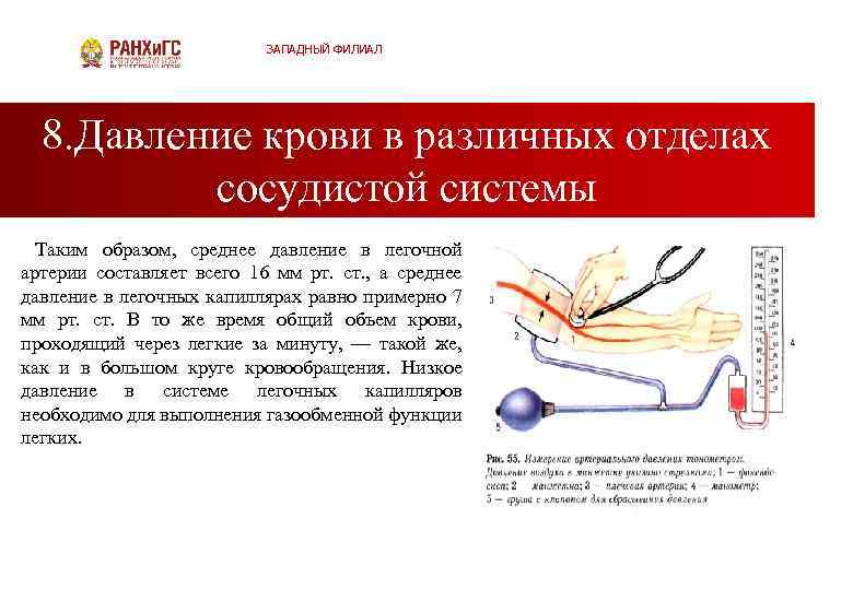 ЗАПАДНЫЙ ФИЛИАЛ 8. Давление крови в различных отделах сосудистой системы Таким образом, среднее давление