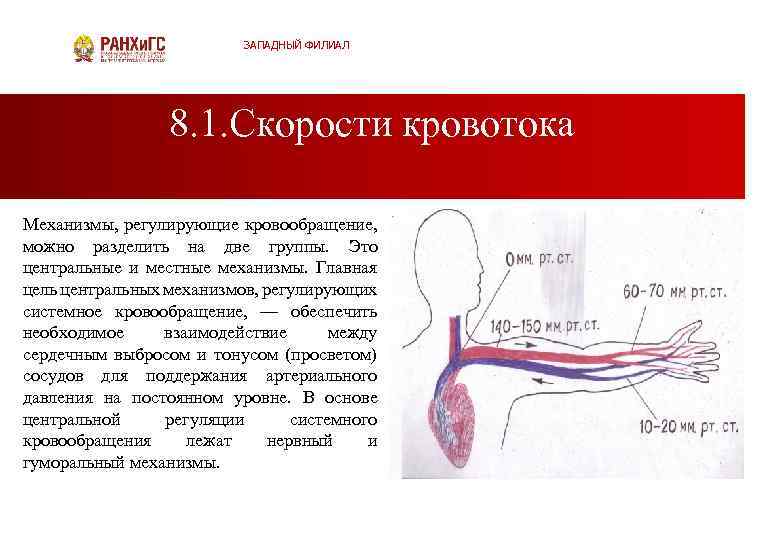 ЗАПАДНЫЙ ФИЛИАЛ 8. 1. Скорости кровотока Механизмы, регулирующие кровообращение, можно разделить на две группы.
