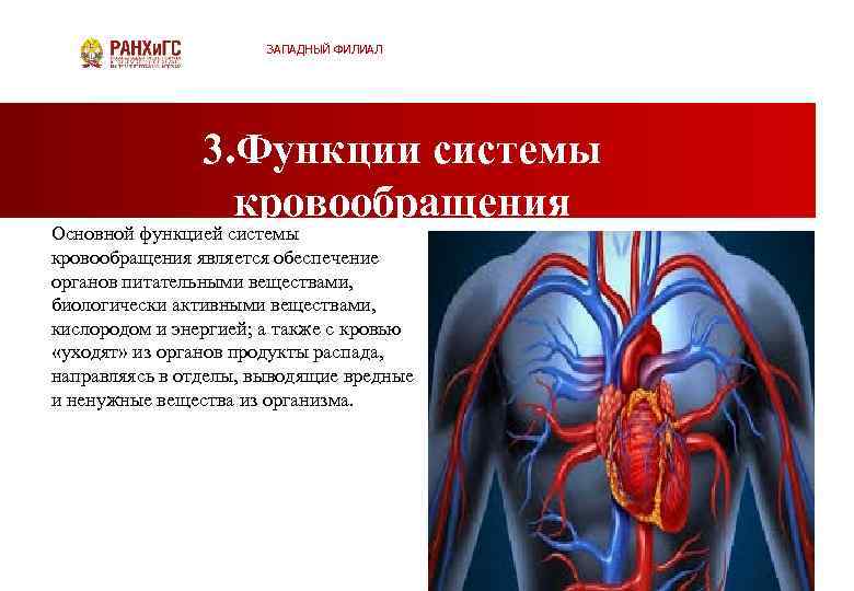 ЗАПАДНЫЙ ФИЛИАЛ 3. Функции системы кровообращения Основной функцией системы кровообращения является обеспечение органов питательными