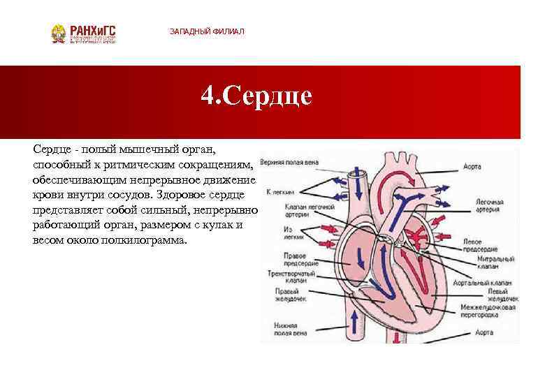 Сердце представляет собой. Сердечная мышца представляет собой. Сердце полый мышечный орган.