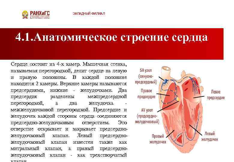 ЗАПАДНЫЙ ФИЛИАЛ 4. 1. Анатомическое строение сердца Сердце состоит из 4 х камер. Мышечная