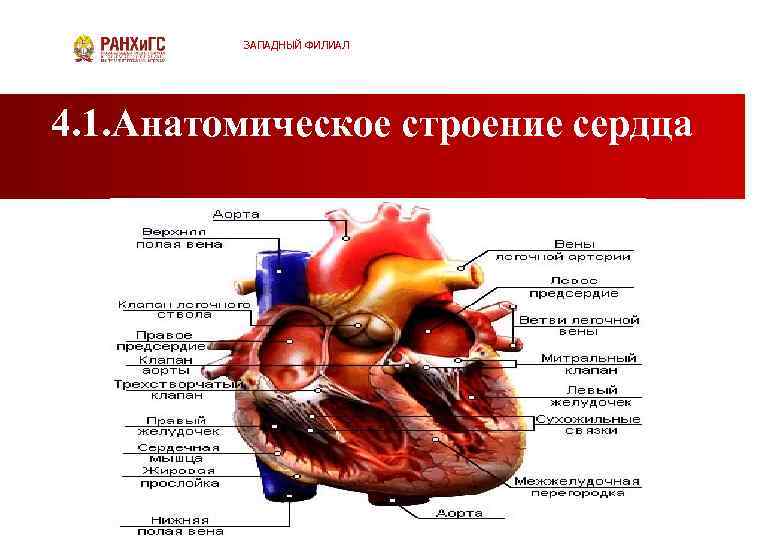 ЗАПАДНЫЙ ФИЛИАЛ 4. 1. Анатомическое строение сердца 