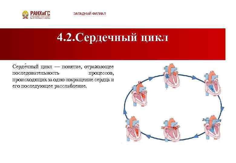 ЗАПАДНЫЙ ФИЛИАЛ 4. 2. Сердечный цикл Серде чный цикл — понятие, отражающее последовательность процессов,
