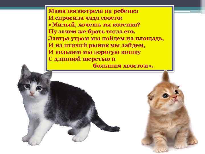 Мама посмотрела на ребенка И спросила чада своего: «Милый, хочешь ты котенка? Ну зачем