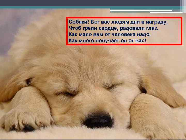 Собаки! Бог вас людям дал в награду, Чтоб грели сердце, радовали глаз. Как мало