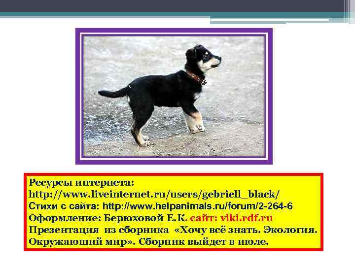 Ресурсы интернета: http: //www. liveinternet. ru/users/gebriell_black/ Стихи с сайта: http: //www. helpanimals. ru/forum/2 -264