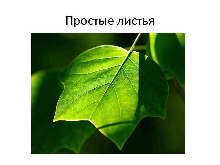 Простые листья 