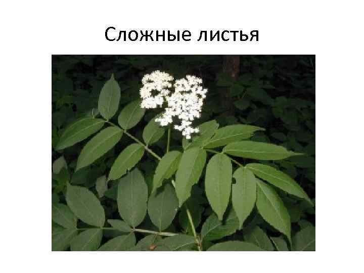 Сложные листья 