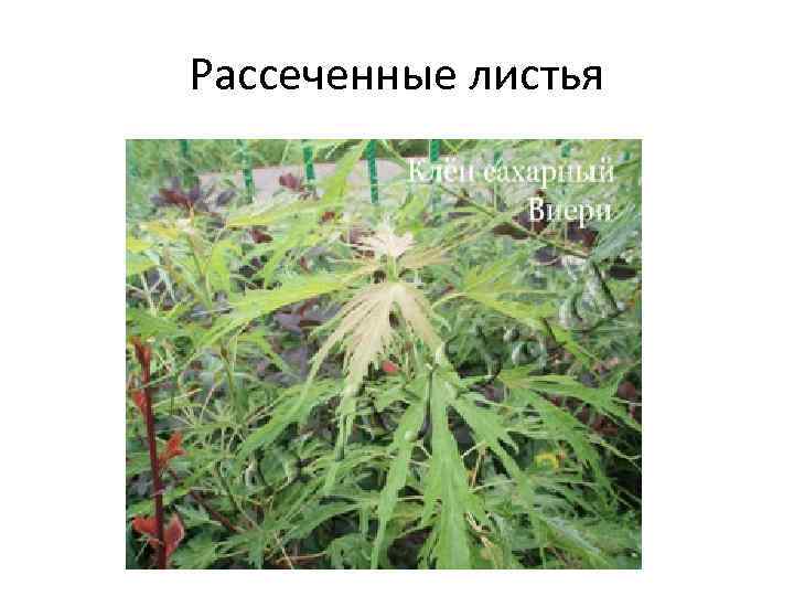 Рассеченные листья 