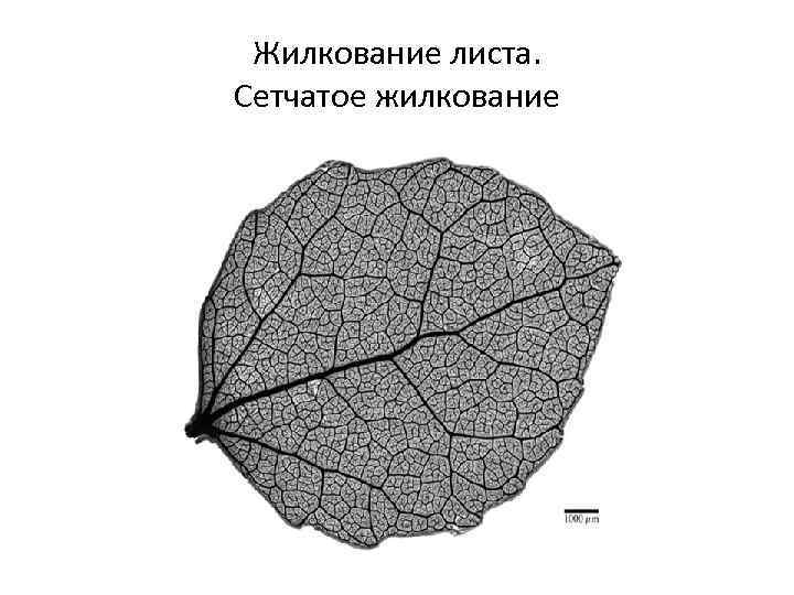 Сетчатое жилкование листьев. Сетчатое жилкование листовой. Сечататое жилкование листьев. Сетчатое жилкование листа рисунок.